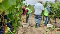 La riforma TFR 2026 non ha un regime dedicato per i contratti a termine: ecco le incertezze su stagionali, intermittenti e operai agricoli