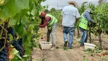 La riforma TFR 2026 non ha un regime dedicato per i contratti a termine: ecco le incertezze su stagionali, intermittenti e operai agricoli