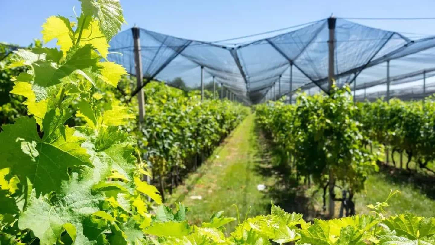 Come costruire il piano assicurativo agricolo 2026 passo passo