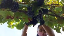 Contributi agricoltura 2026: tutte le aliquote aggiornate
