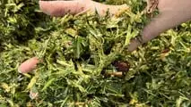 Seminart: la raccolta del sorgo Toretto seminato da Giulia