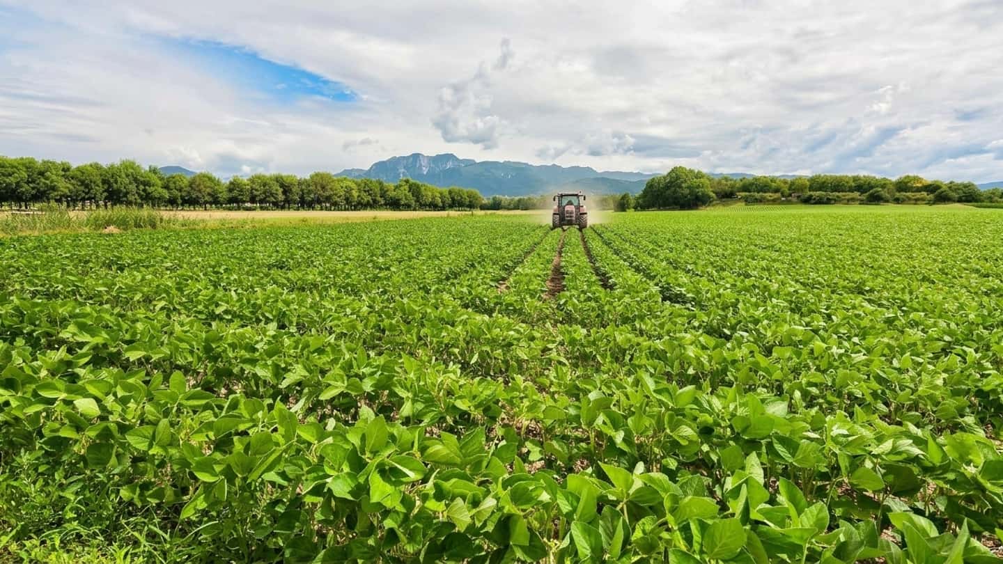 EUDR, esclusa la soia da semina e impatti su bovini