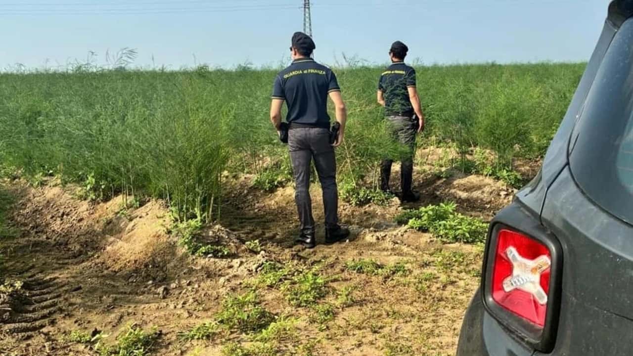 scoperta-shock-nel-foggiano-1-036-piante-di-cannabis