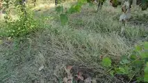 Caffini GrassKiller13