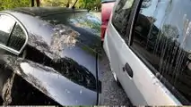 Ford entwickelt künstlichen Vogelkot