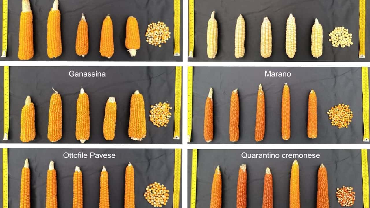 nessuno-ve-lha-detto-6-vecchi-mais-lombardi-potrebbero-battere-il-caldo-meglio-d