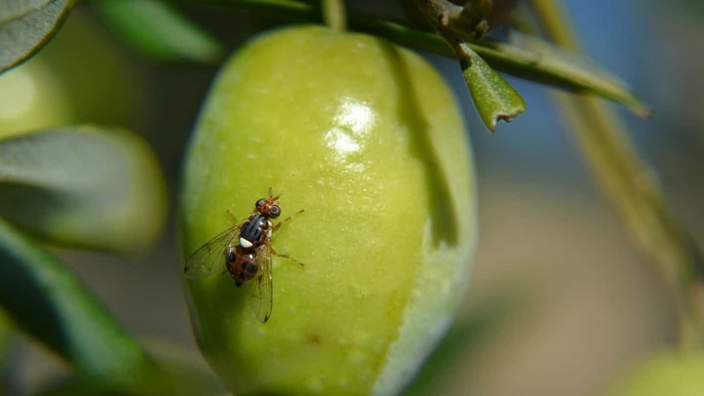 Candidatus Erwinia dacicola e mosca dell’olivo, ruolo biologico