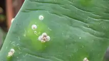 Cocciniglia agrumi: la lotta