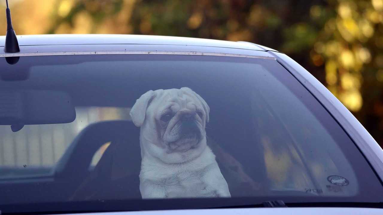Hund im Auto