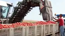Pomodoro da industria Fantix di Syngenta