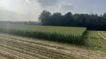 Seminart: la raccolta del sorgo Toretto seminato da Giulia