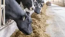 Adeguare razioni, additivi e gestione di stalla per limitare gli effetti dello stress da caldo