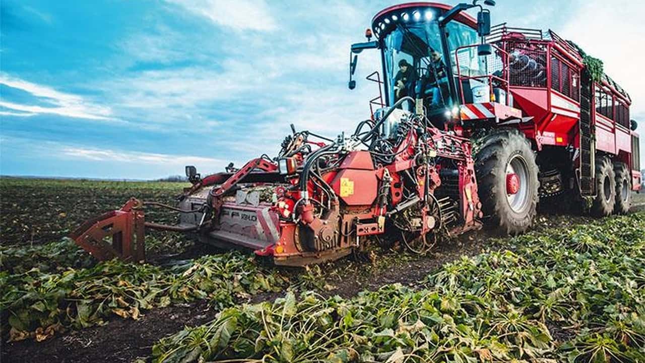 Barbabietola 2027: scegliere tra convenzionale, integrata e biologica