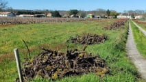 Francia-Gironda: 430 domande per riconvertire 4.400 ettari di vigne