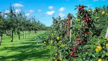 Biostimolanti e adattamento climatico nelle aziende ortofrutticole
