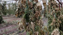 Danni da calamità in agricoltura: come provarli e quantificarli