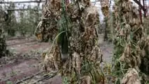 Danni da calamità in agricoltura: come provarli e quantificarli