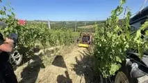 Enovitis in Campo 2026: tutte le novità tra i filari del Chianti