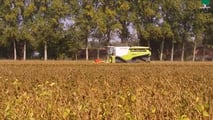 Scelte tra deroghe, attrezzature di diserbo e alternative agronomiche per pianificare il disseccamento chimico della soia in coerenza con il quadro europeo
