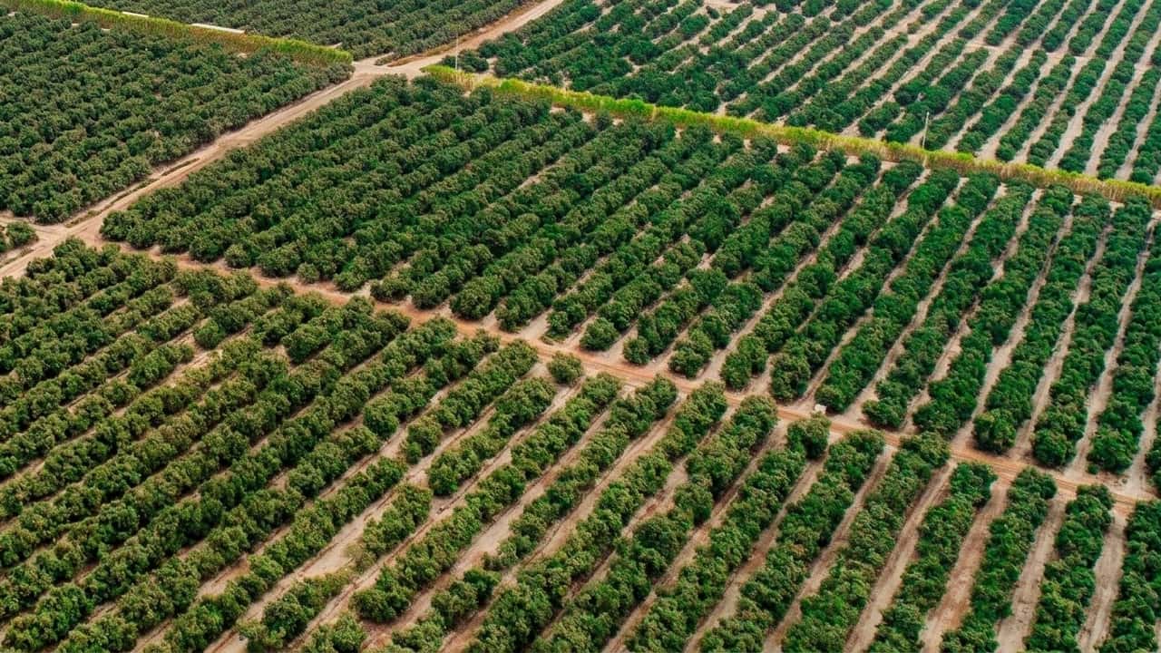 avocado-e-20-milioni-come-halaesa-cambia-l-agricol-mod-mseu9mcu
