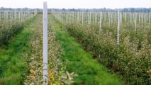 Glomerella del melo: macchine e cantieri per la lotta integrata