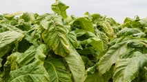 Deltafina: accordo per 15mila tonnellate di tabacco italiano