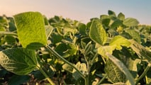 Applicare il modello 4R alla fertilizzazione della soia per pianificare fonte, dose, momento e posizione dei nutrienti riducendo le emissioni di N2O