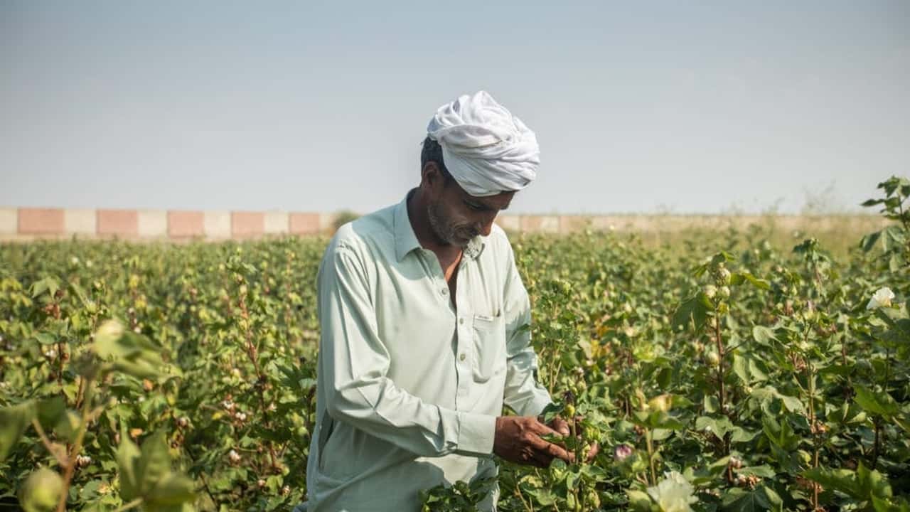 Lavoro extra UE e decreto flussi 2025 in agricoltura