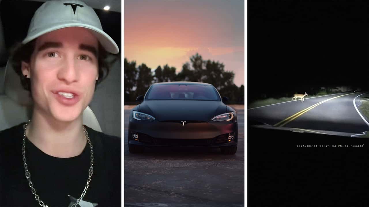 Tesla deer on the road