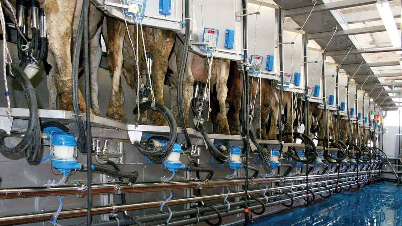 Prezzo del latte in aumento: tra cambiamento climatico e crisi dei salari, il settore lattiero-caseario affronta sfide strutturali