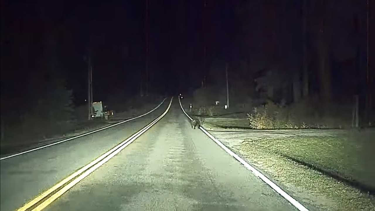 Tesla Autopilot Protects Nature - It Saved Momma Bear And Its Cubs