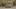 Nuovo Ford Tourneo Custom