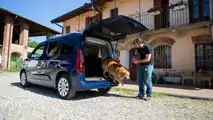 Trasporto cani in auto, la legge