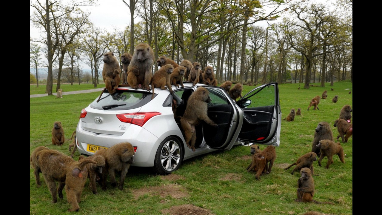 VÍDEO: Hyundai deixa 40 macacos testarem durabilidade do Novo i30