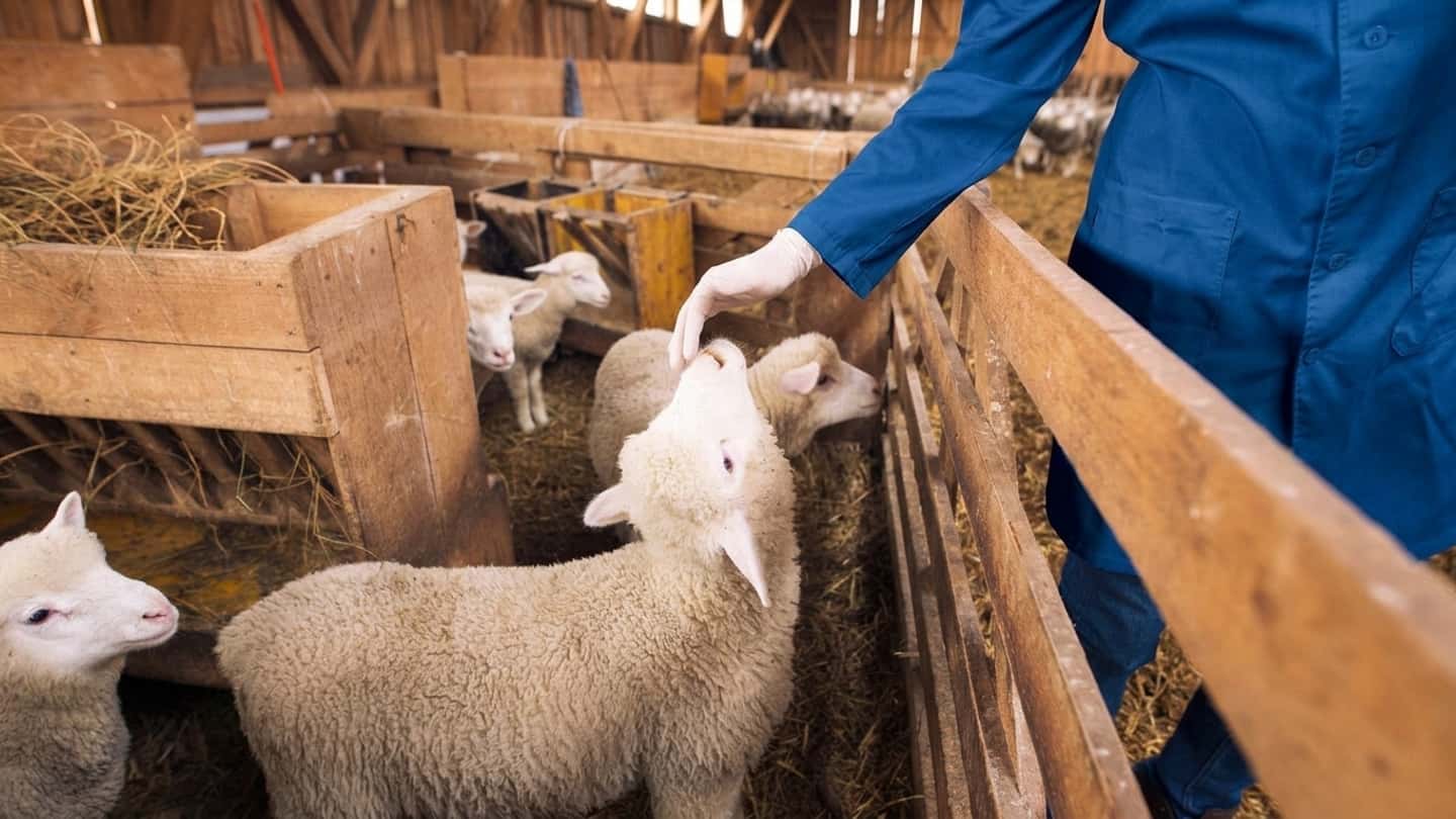 Bluetongue in Scozia, cosa comporta la zona di restrizione