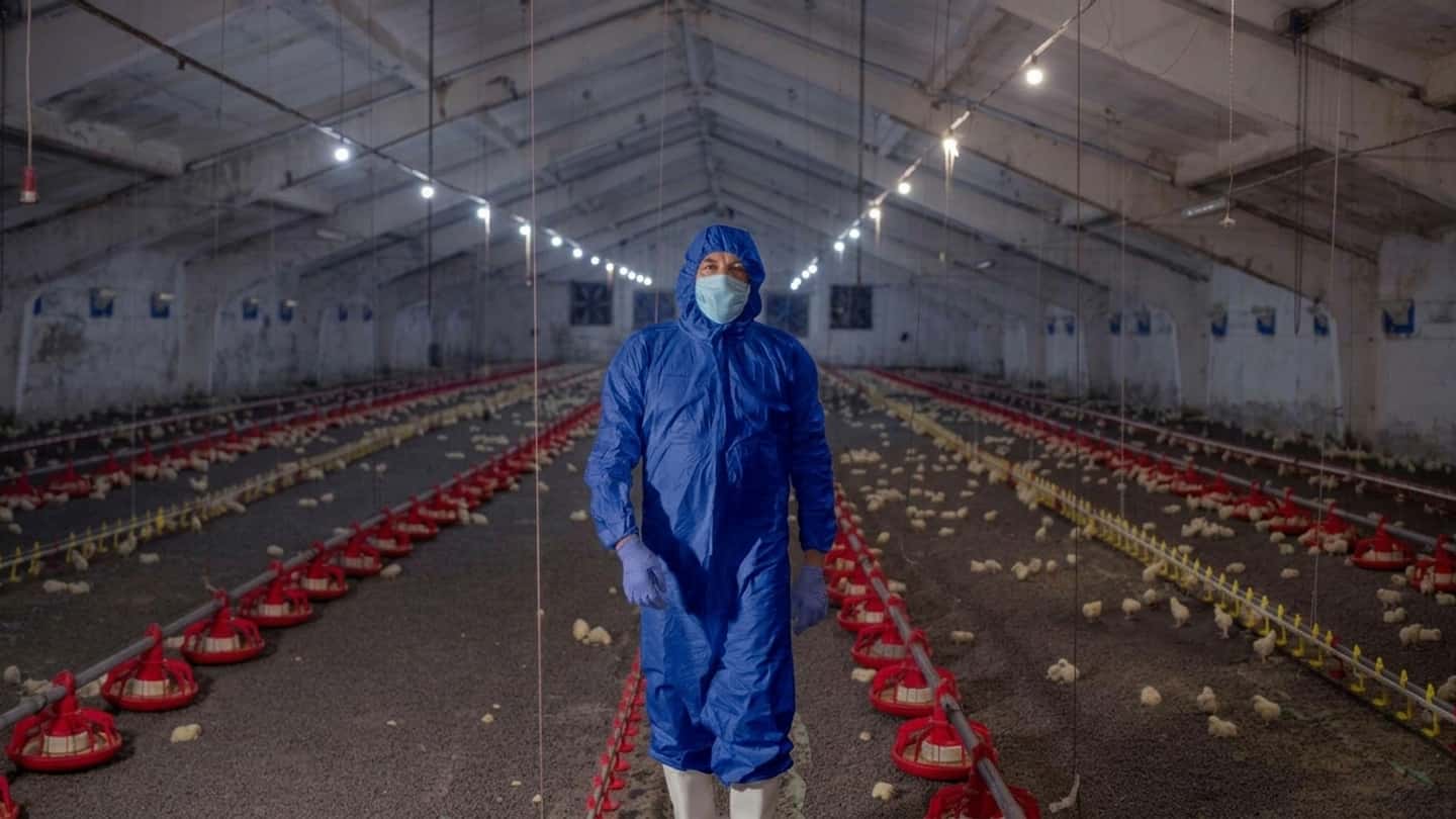 Aviaria e peste suina, 73 milioni Ue per l’Italia