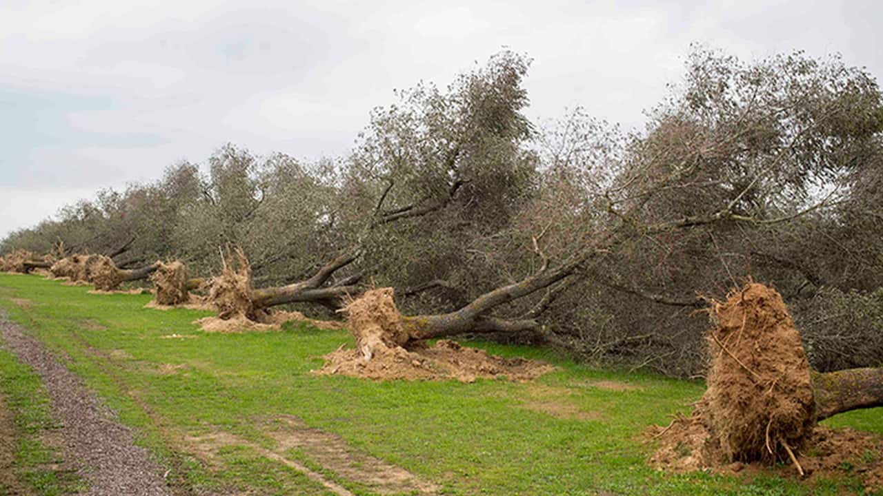 Xylella Fastidiosa e siccità: persi 21 milioni di ulivi in Puglia