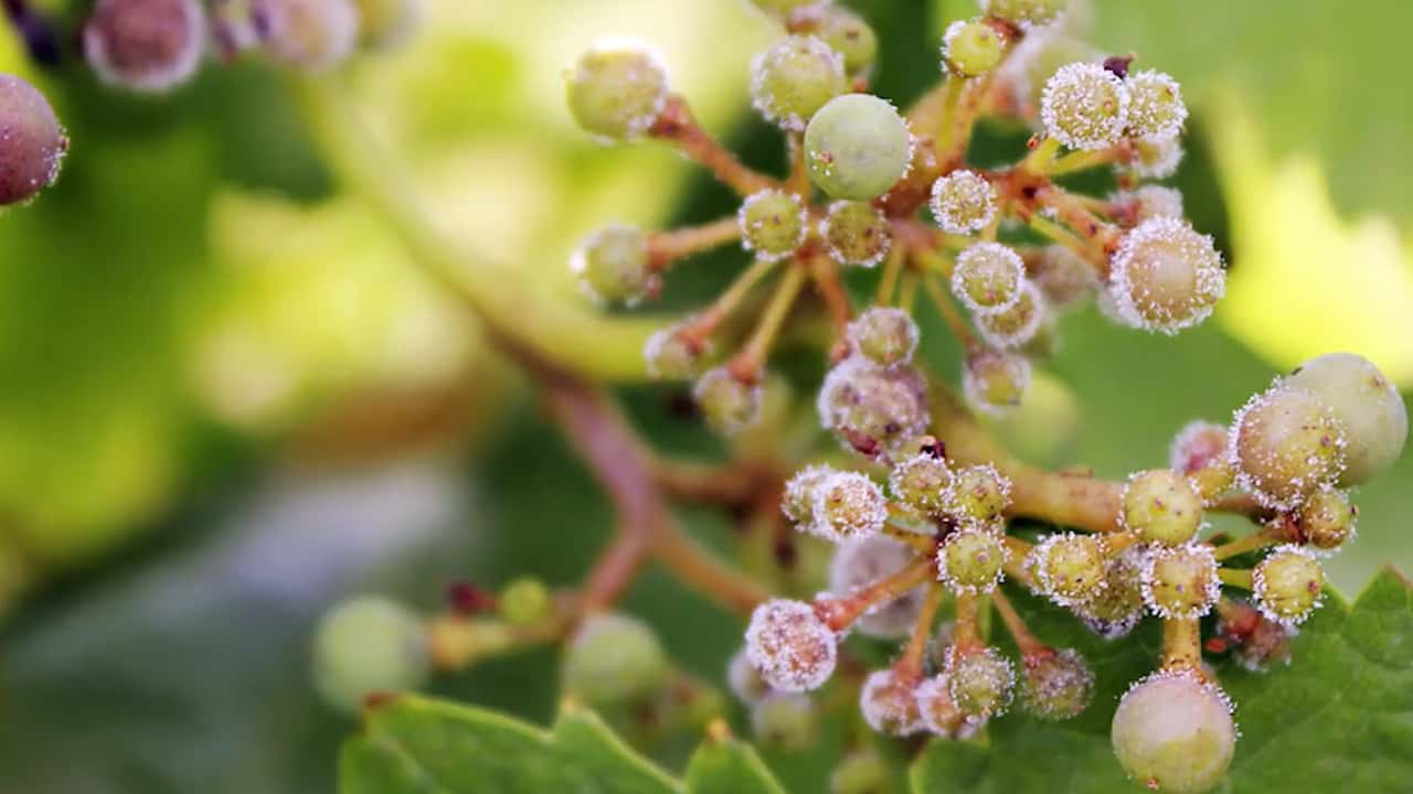 Peronospora della vite 2026: ASCENZA risponde al clima