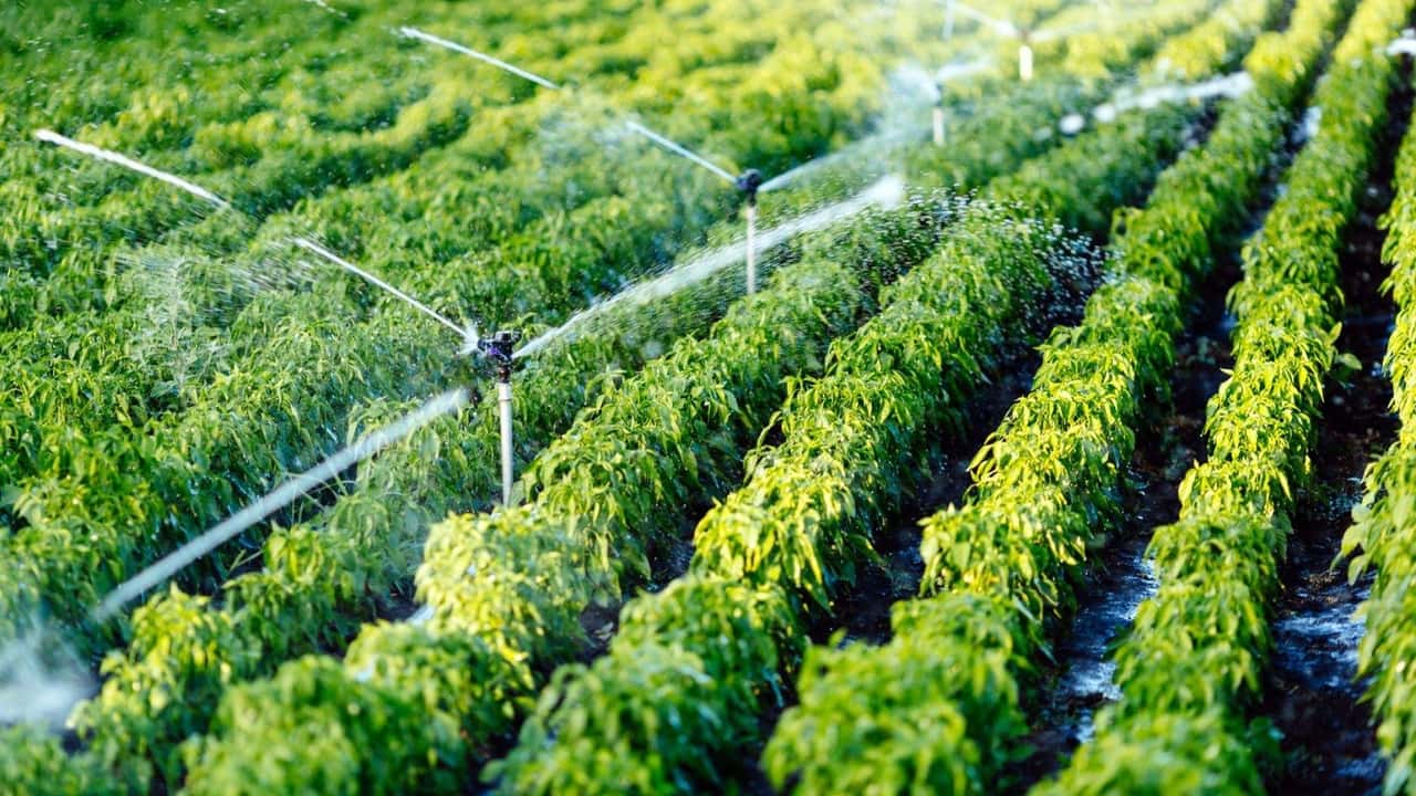 Uso pratico dei biostimolanti per aumentare la resilienza delle colture ortofrutticole a siccità, caldo e stress del suolo integrando irrigazione e gestione agronomica