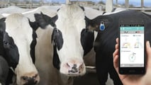 Bolus ruminali e sensori interni per l’estro bovino: applicazioni 2026