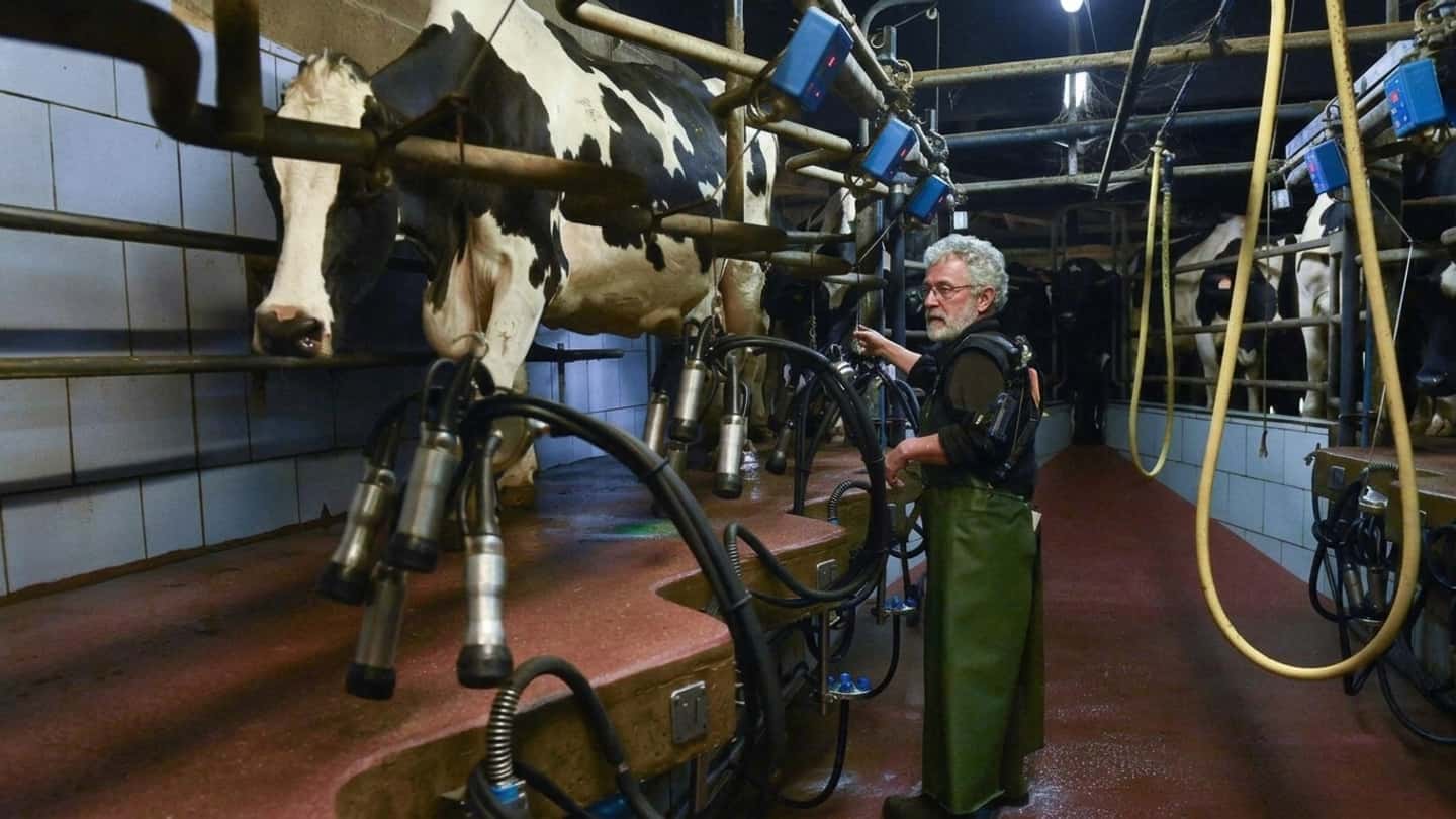 Francia, legge d’urgenza agricola su allevamenti e latte