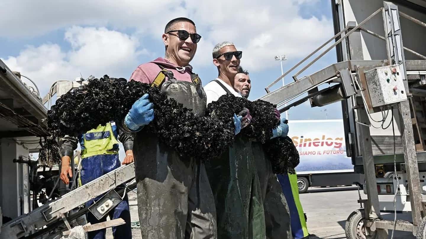 Surriscaldamento Adriatico e rischio per la produzione di cozze