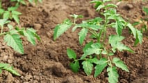TEA e nuove resistenze ai virus del pomodoro: cosa cambia dal 2026