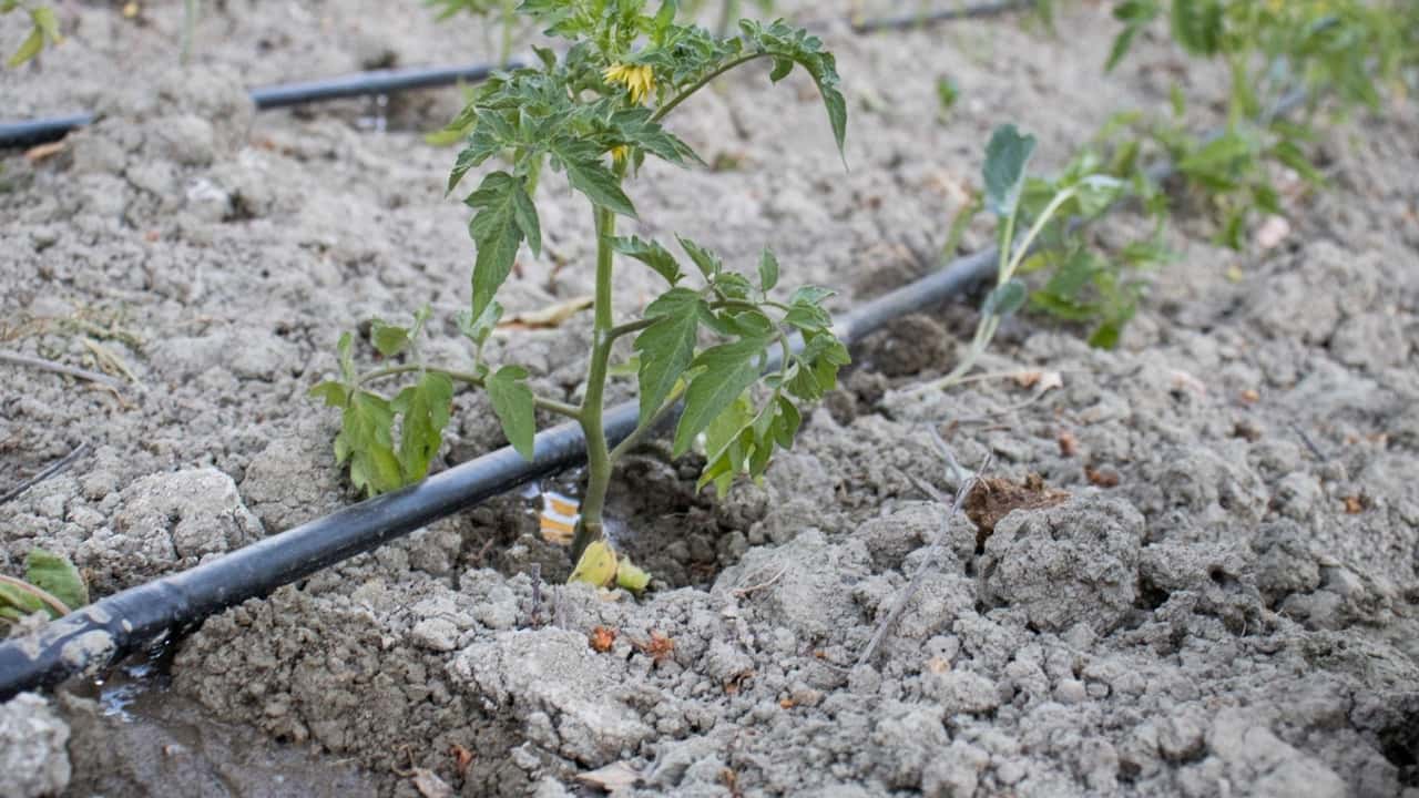 Pomodoro da industria 2026: scelta degli impianti microirrigui giusti