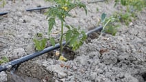 Pomodoro da industria 2026: scelta degli impianti microirrigui giusti