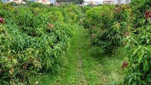 L'avocado made in Italy cresce: 1.200 ettari coltivati, prezzi a 6 euro al chilo e domanda interna che non smette di salire. Ecco lo stato del settore