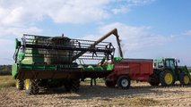 Canapa: la coltura alternativa per il 2023