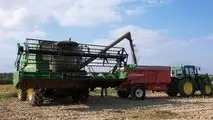Canapa: la coltura alternativa per il 2023