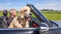 Hund im Auto: Ein Vierbeiner mit flatternden Ohren auf dem Beifahrersitz ist keine gute Lösung