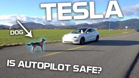 tesla autopilot hit dog person